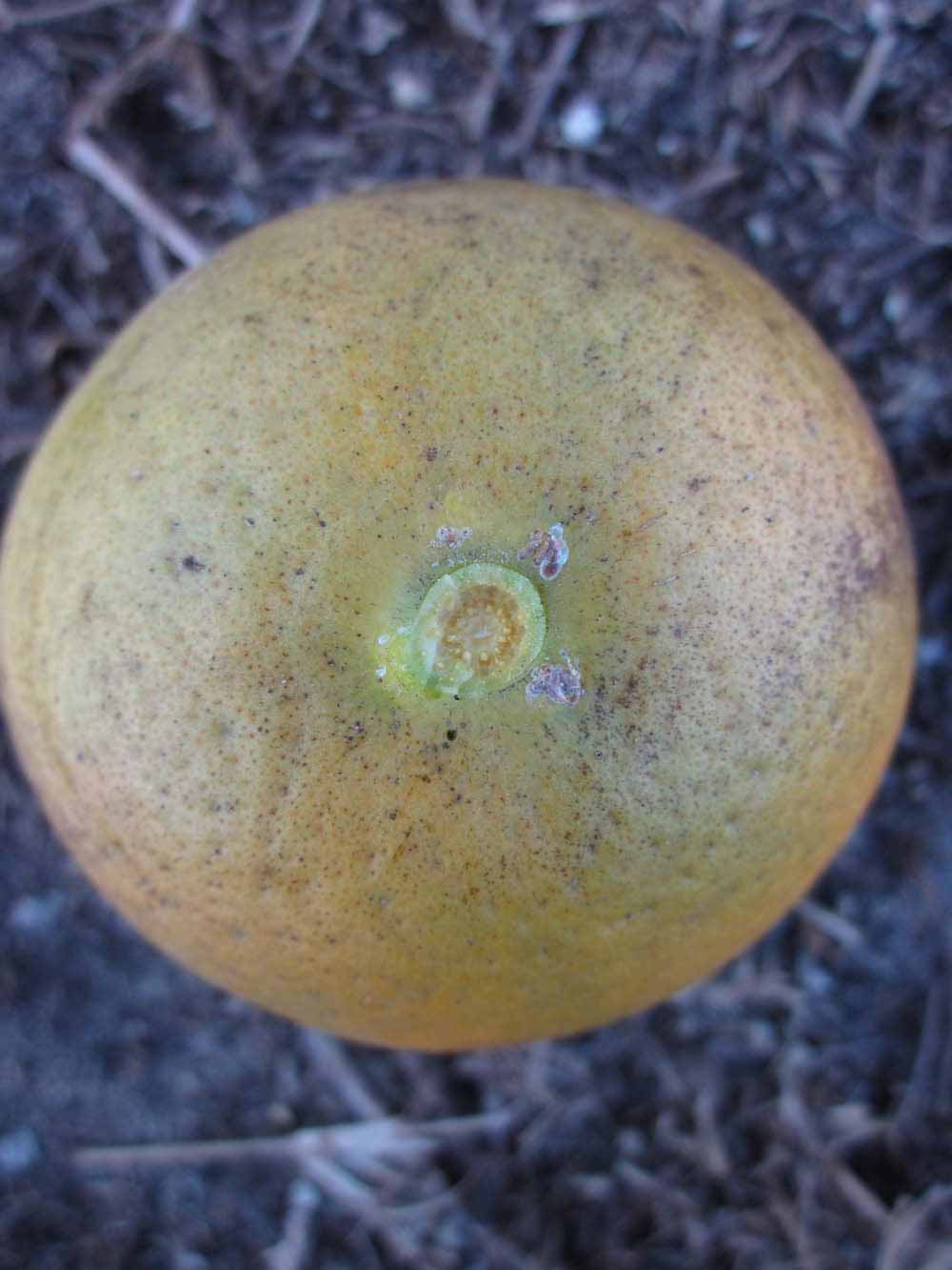            Fruit (Winter Haven, FL)   